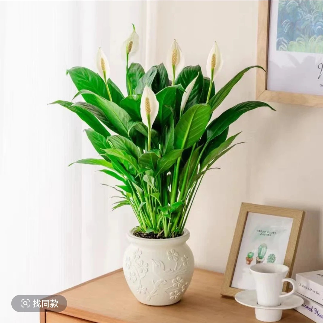 水培白掌一帆风顺办公桌前台摆放四季常绿易养活植物美观鲜活养护