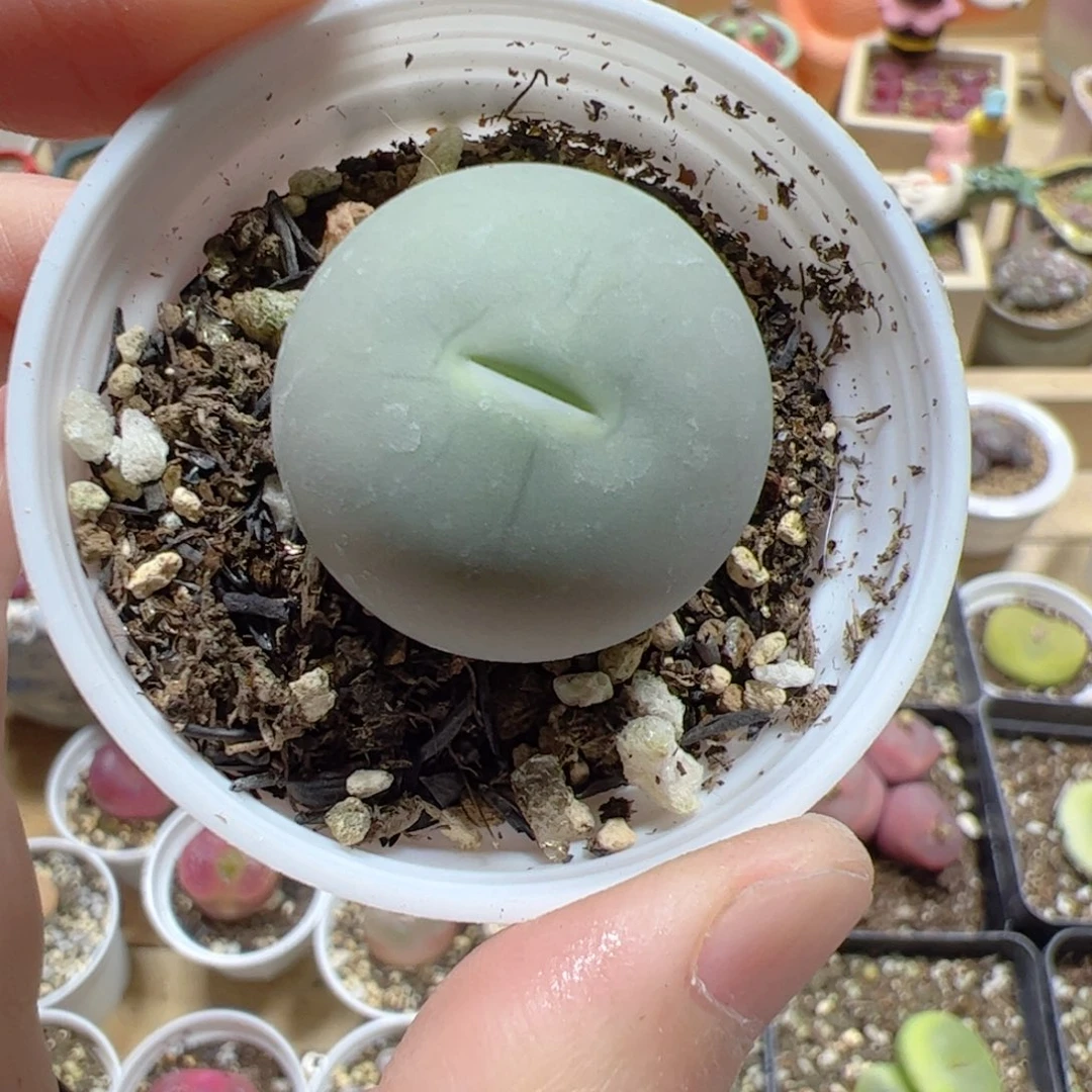 【闪购商品】268 鸽子蛋2cm+