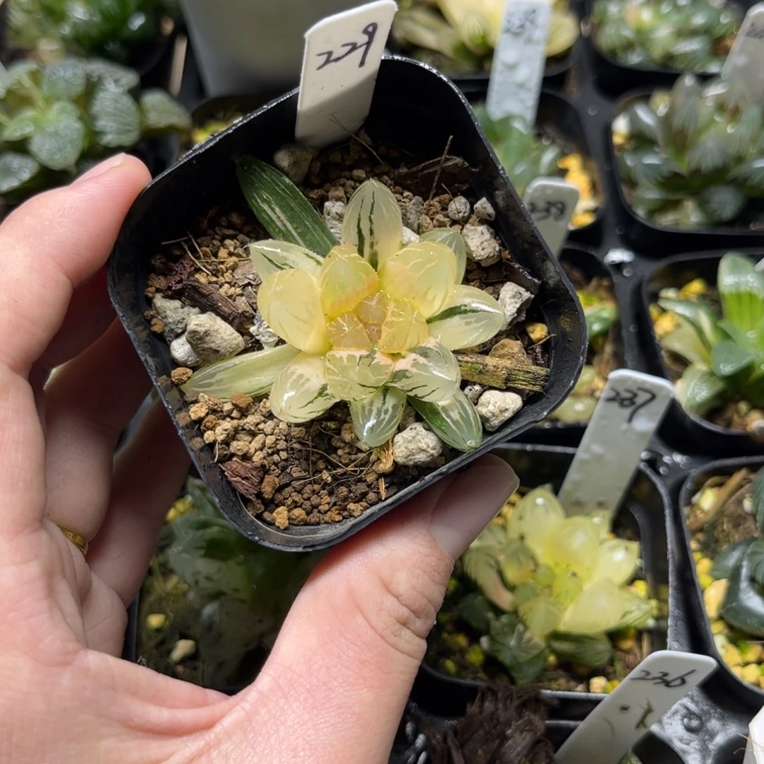 229龙爪玉露锦一物一拍