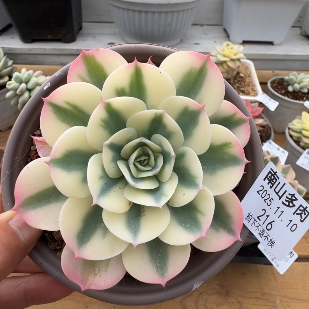 雪碟锦11111110-216