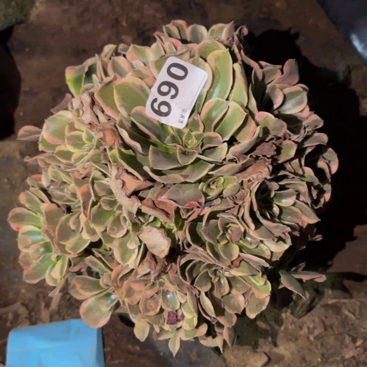 690花样年华多肉植物不售后