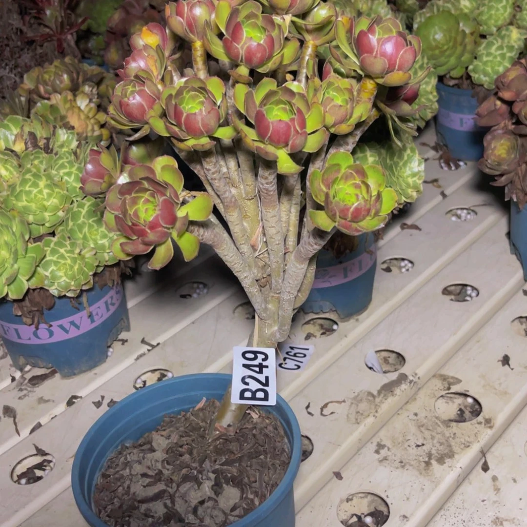 灰豆豆法师7////20包邮