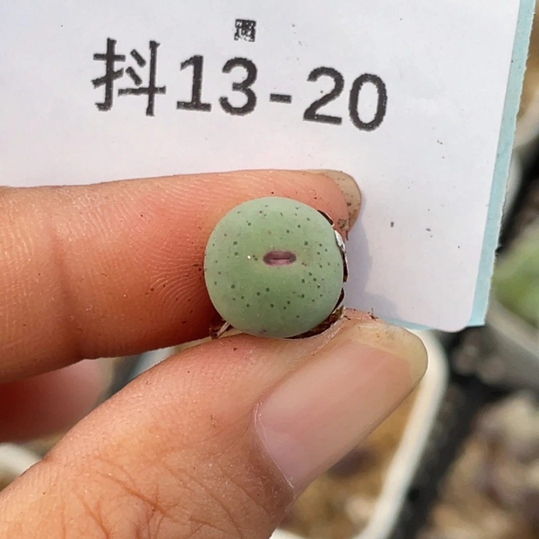 13-20嘴多肉植物肉锥