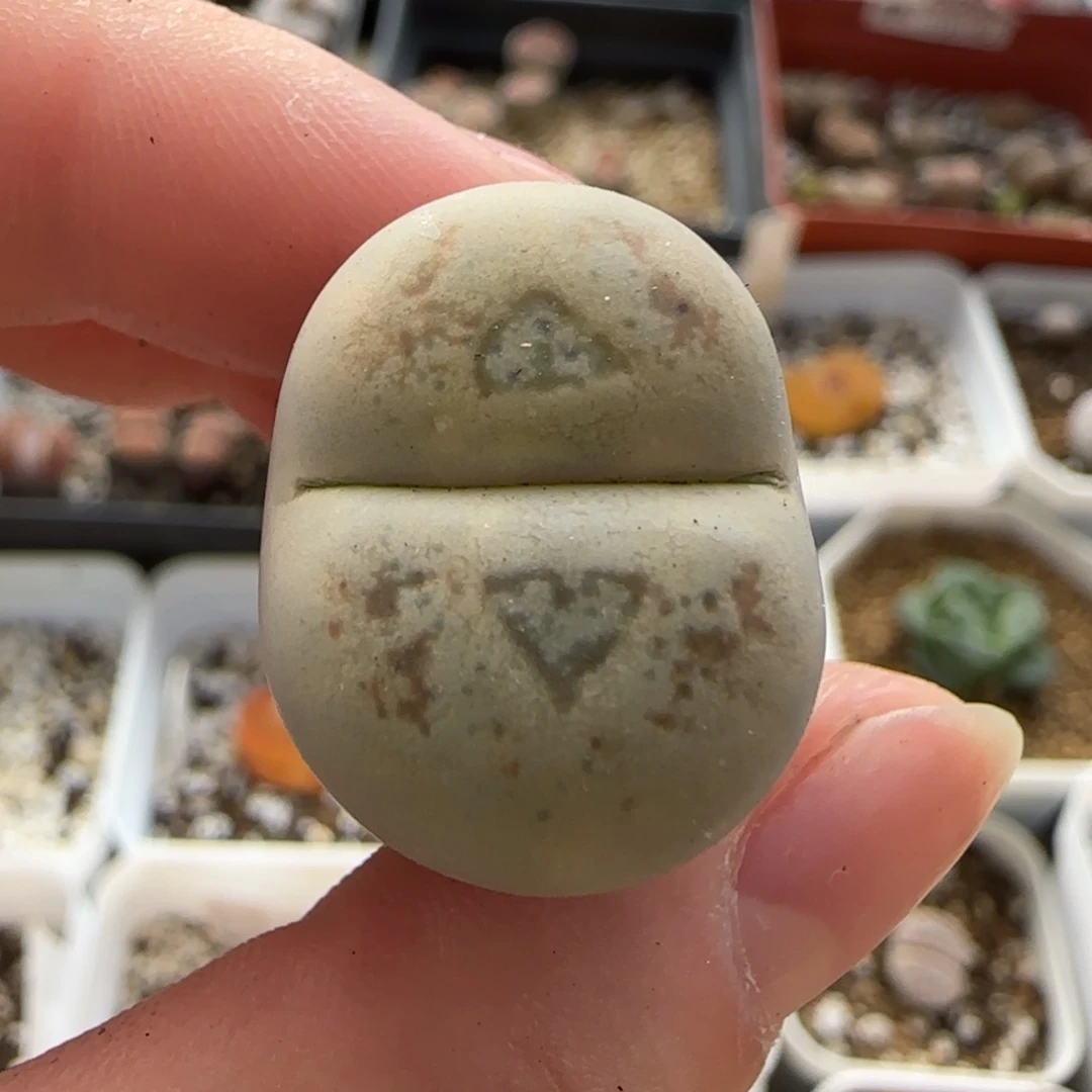 11.14  爱萌丑娥生石花。 8050