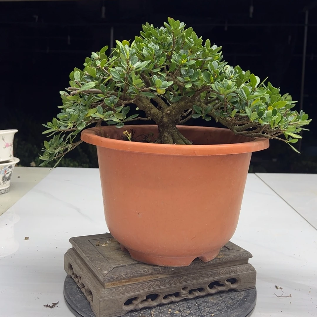 完全开放玉荷栀子花寄养