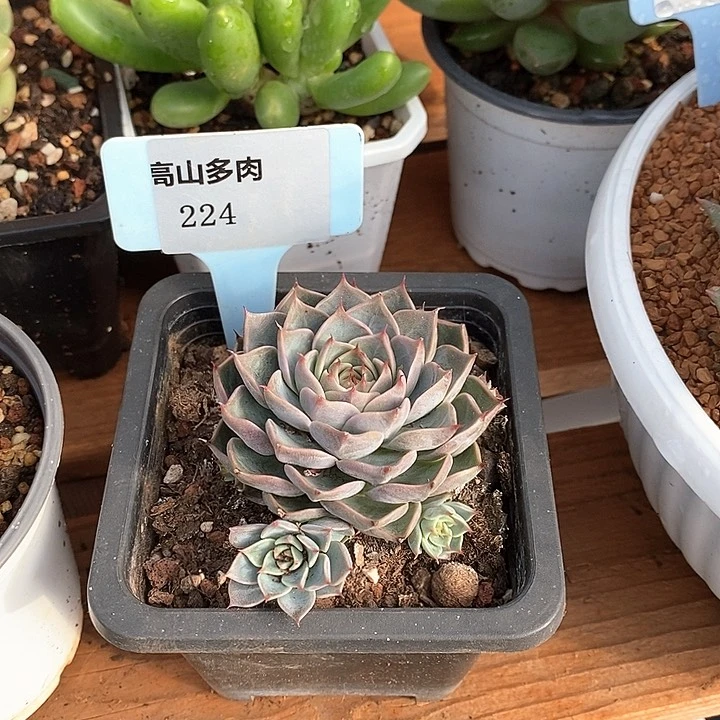 224直播福利黑骑士