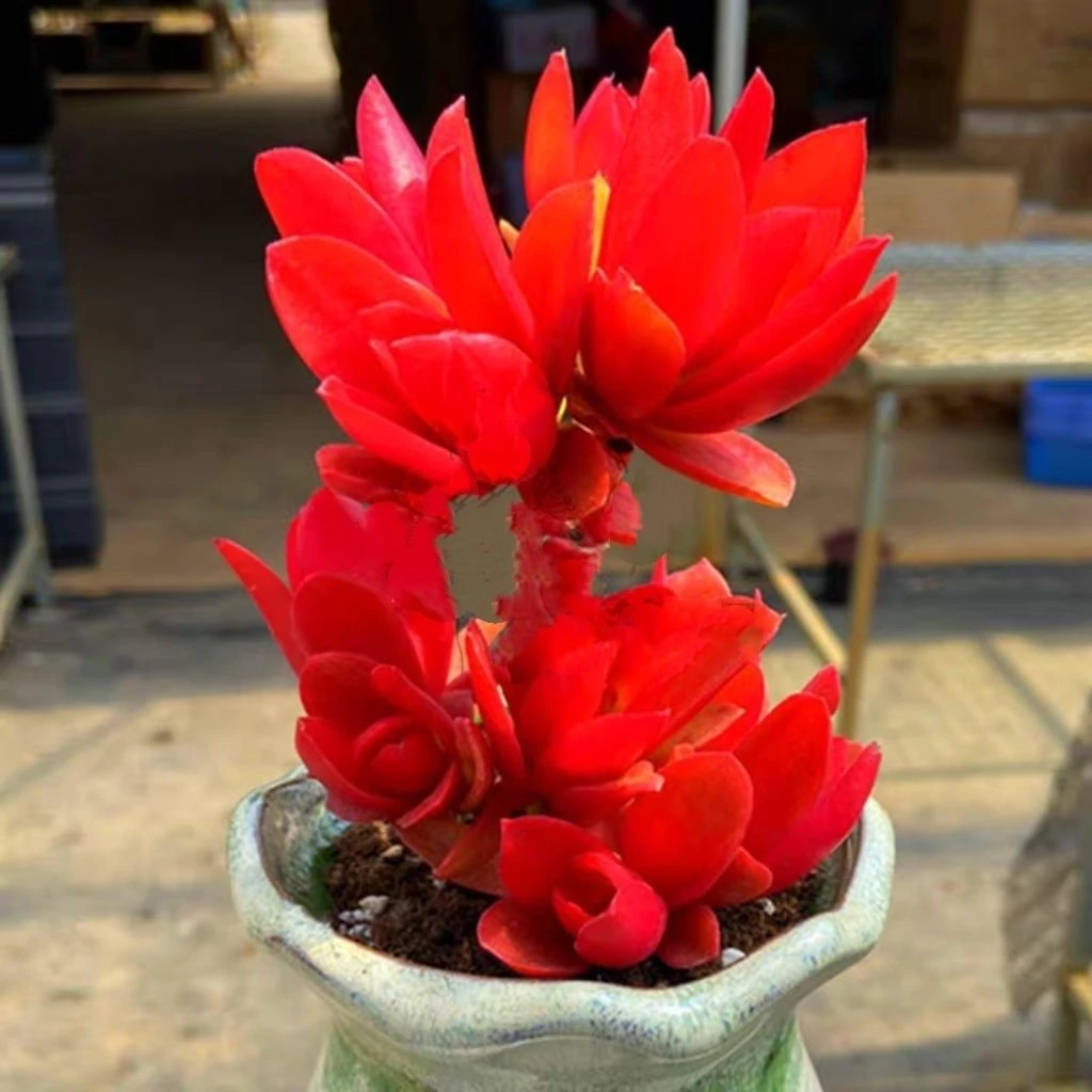 火祭群生多头多肉植物火红多肉庭院阳台肉肉美观净化空气绿植花卉