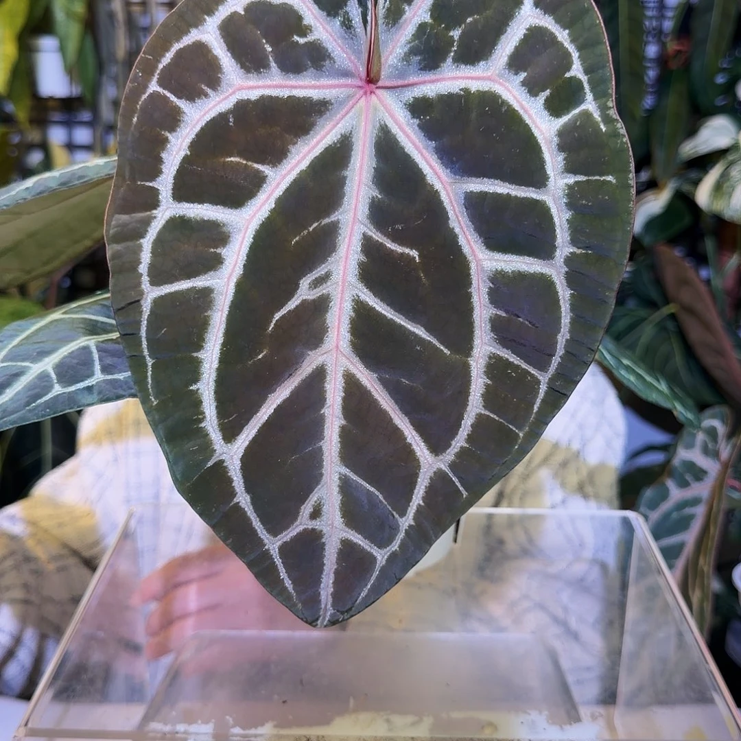 完全开放J116 红水晶