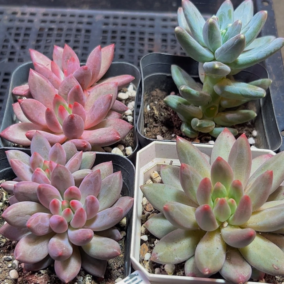 768多肉葡萄的价格是多少啊哈哈笑