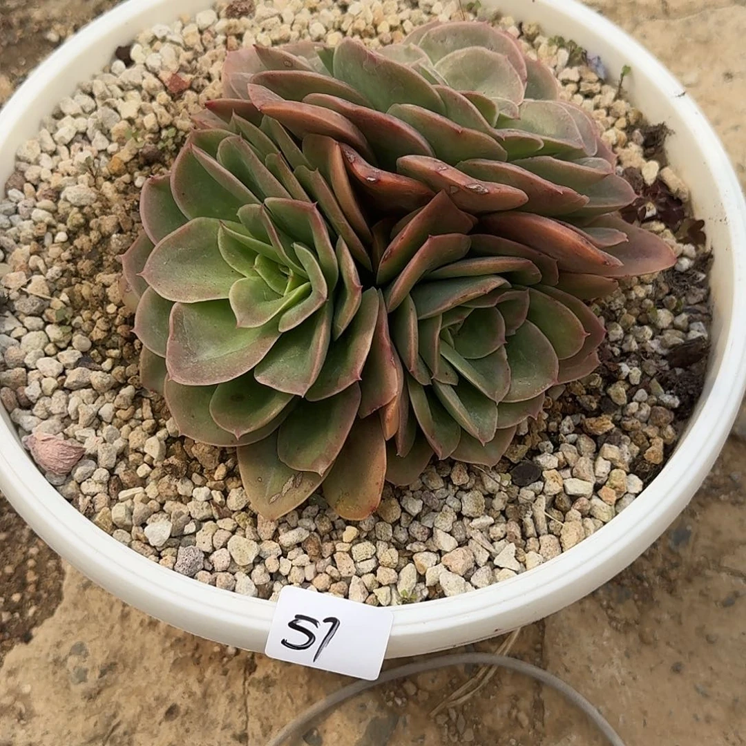 57 号迷雾森林多肉植物 0000