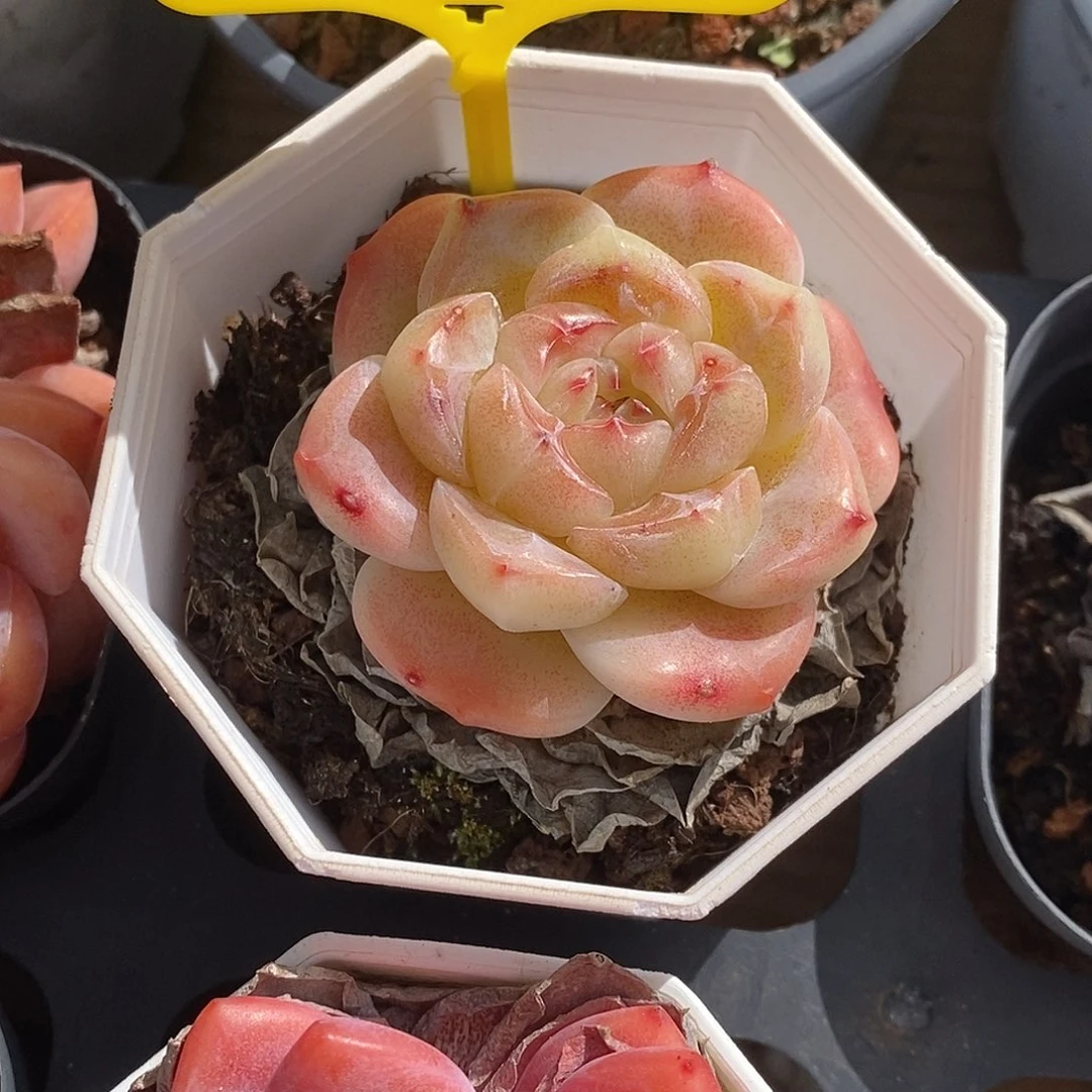 1114064珍妮，多肉植物