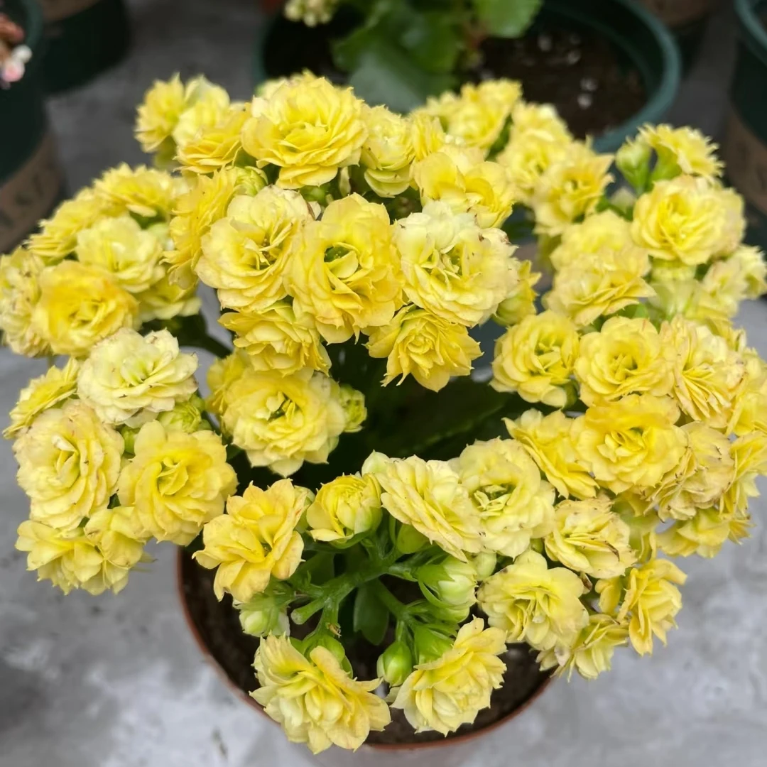 【精灵】110盆长寿花