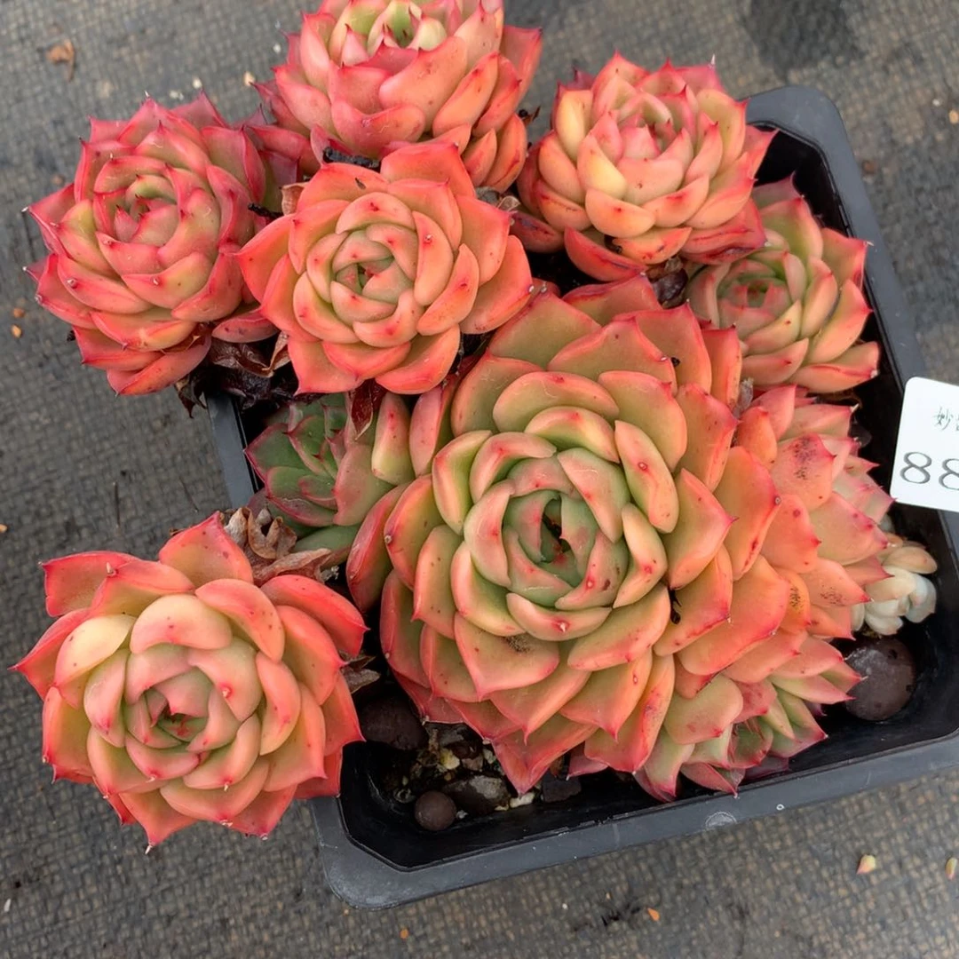 8832杂交多肉老桩