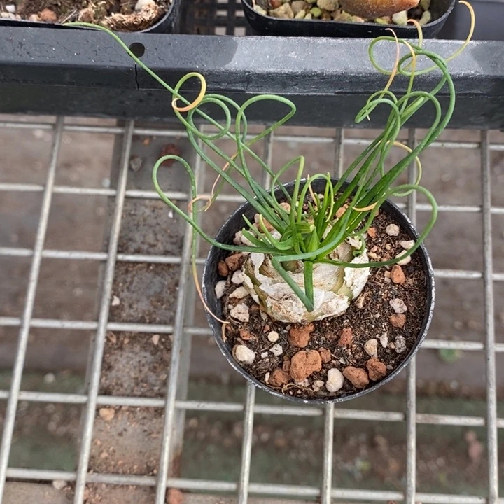 用****7伯克利和格蕾纳等著名音乐