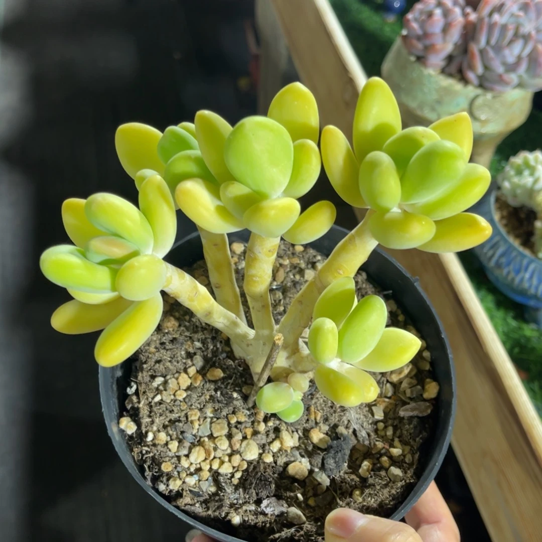 芒果奶 一物一拍不支持退换