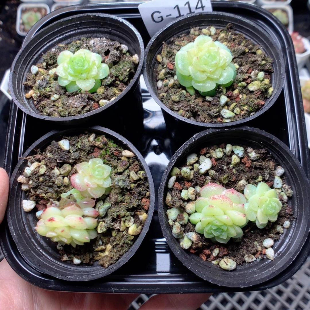 无花朵G114yyyyyyyy