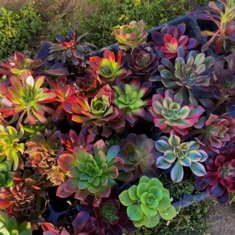 小单头苗35个多肉植物福利不售后