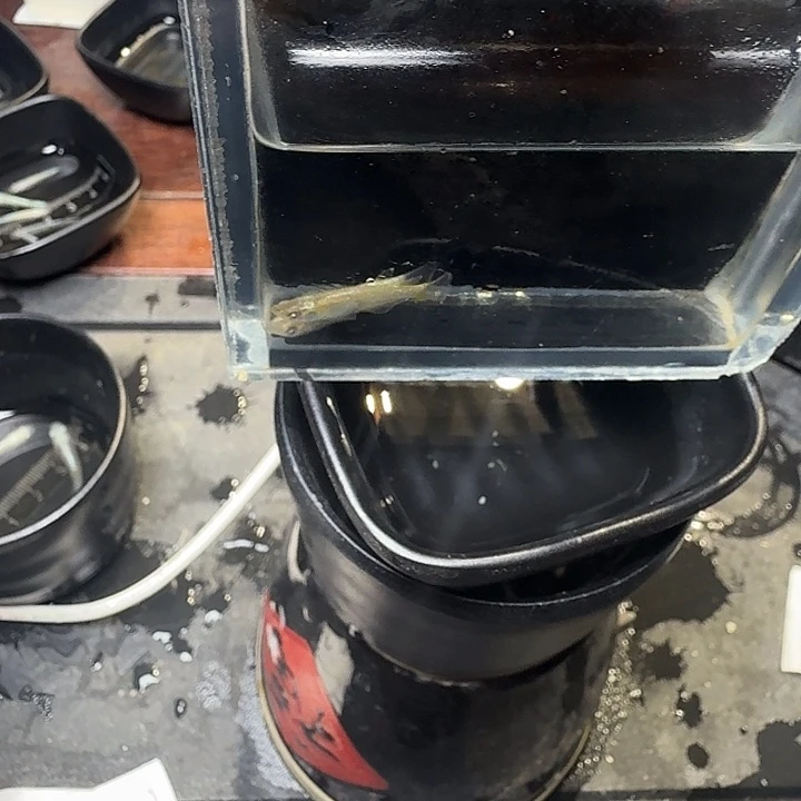 青鳉鱼101号拍品幻影