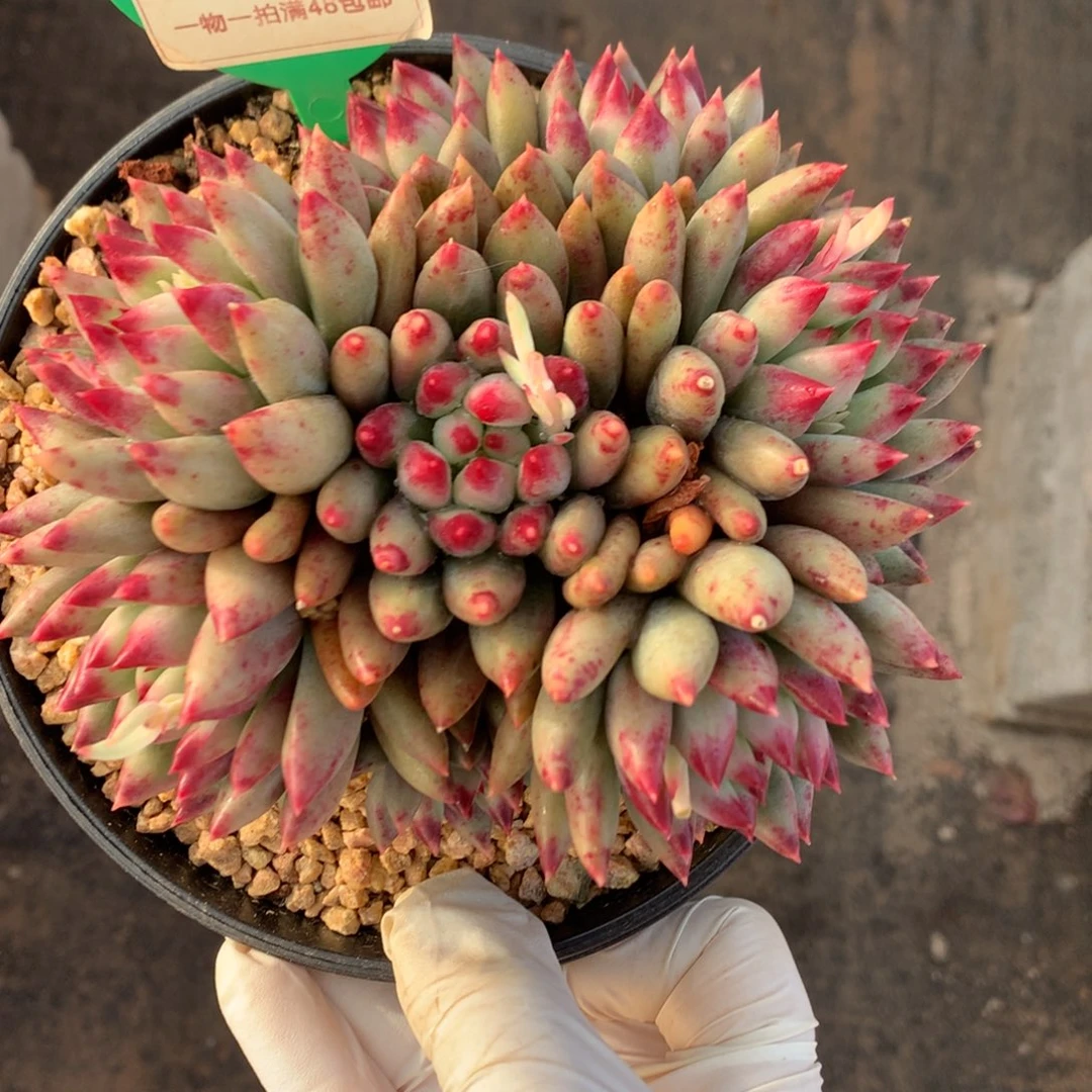 二代虞美人无砍捧花551