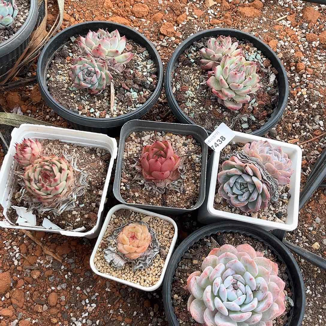 阿雅园艺。      7438