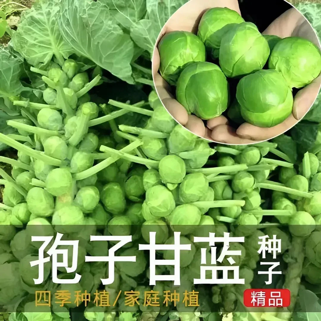 【孢子甘蓝菜种子】正品孢子甘蓝菜种子苗小头菜小包菜卷心蔬菜种子