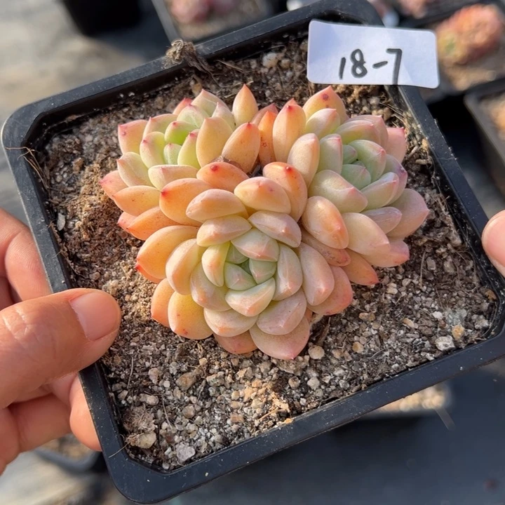 18-7冰玉杂交小鹿