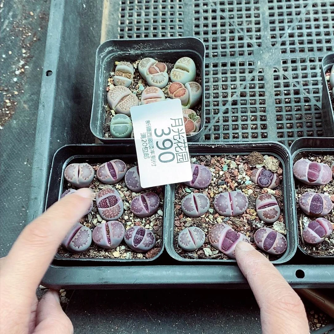 我会把钱花给他们还完390