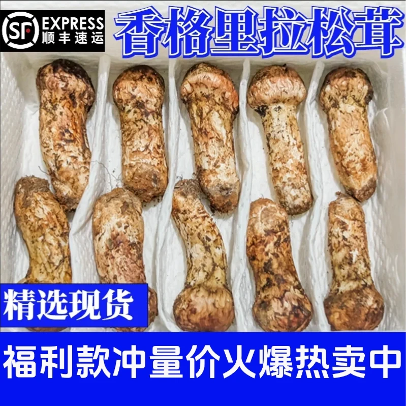 【买一斤送一斤3-5厘米】新鲜正宗云南香格里拉松茸云南菌子菌菇