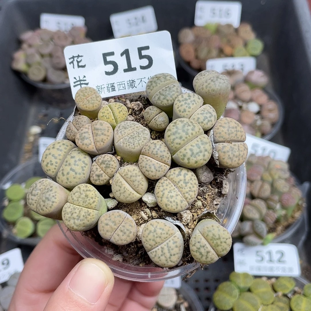 5150000000花花花花花花花