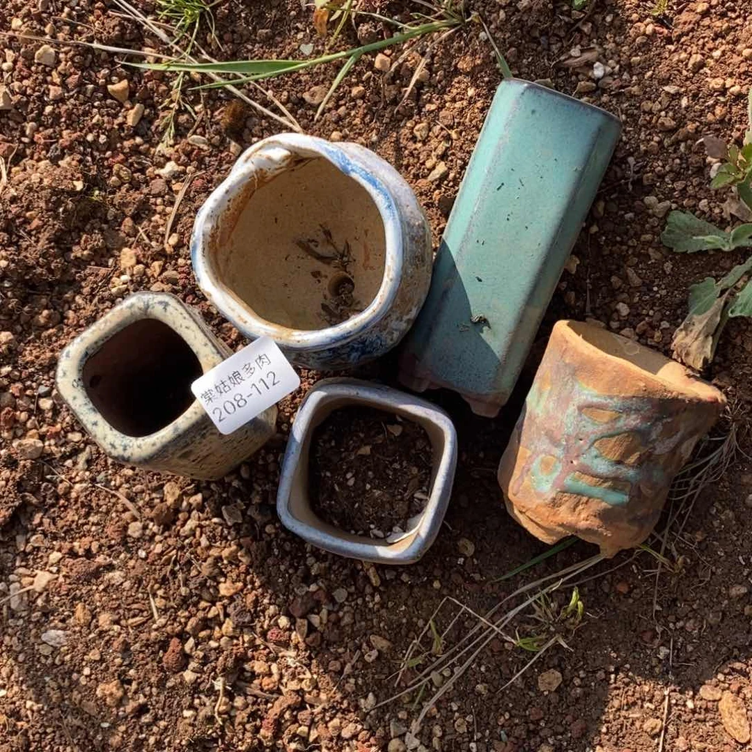 112号五颗小可爱多肉盆