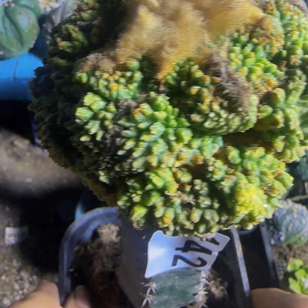 顽***夫哥怒锦142微瑕疵的