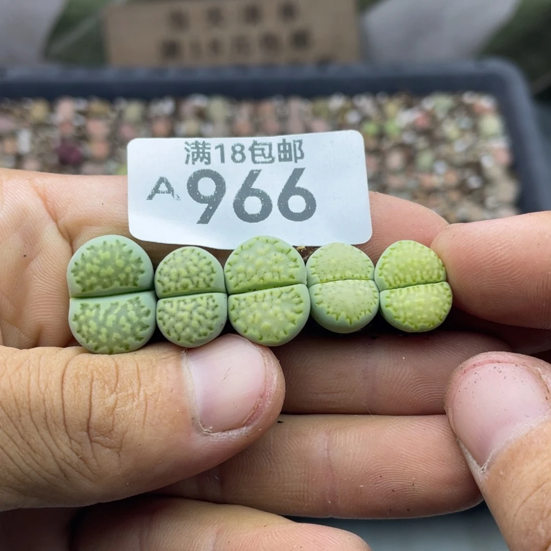 羊***杨0000000090000000966