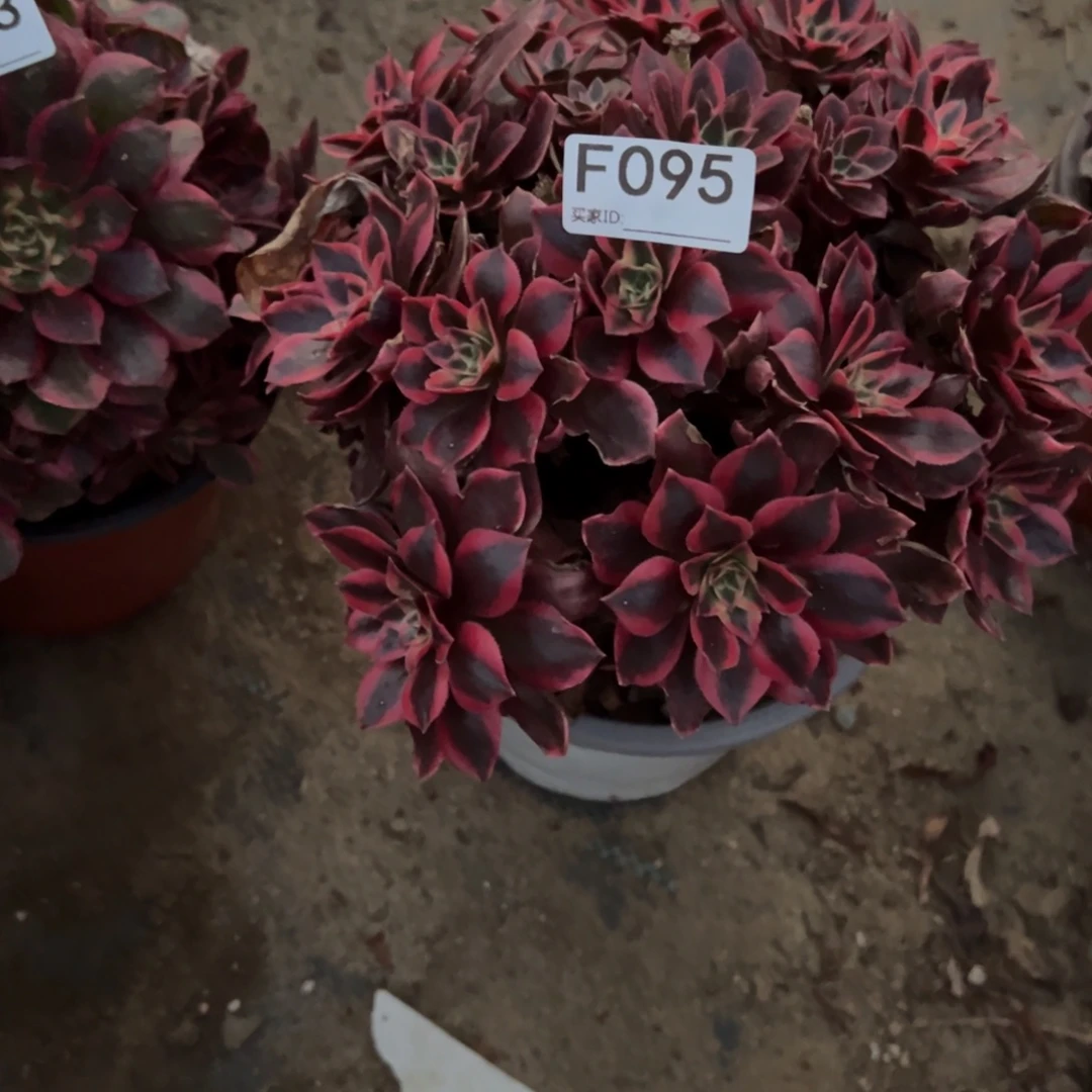 095女妖多肉植物法师多肉