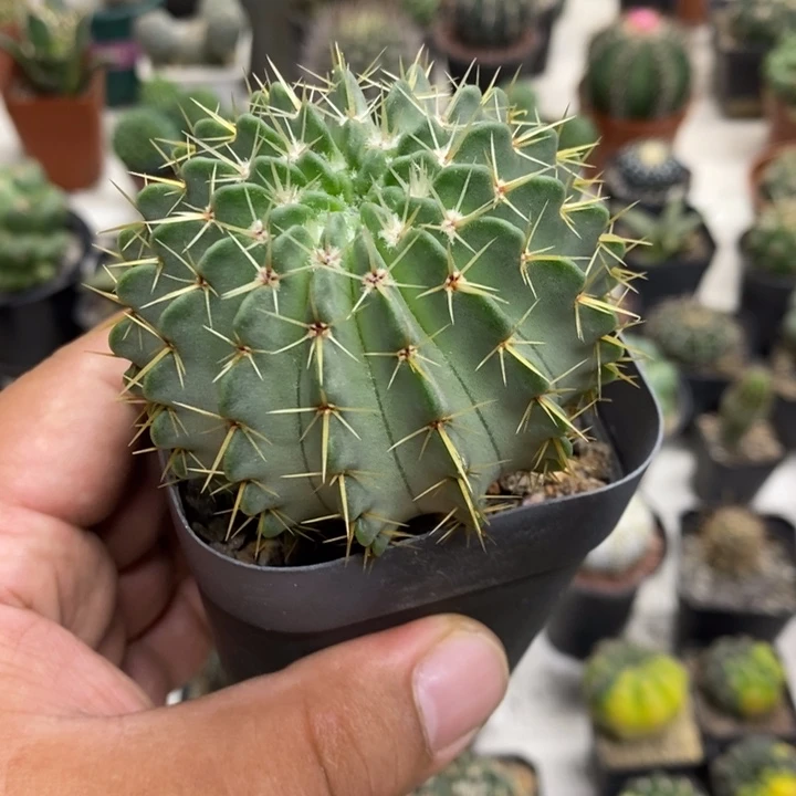 实生白狮子特价福利