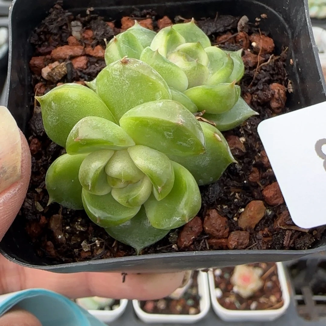 小卡拉米糖心一物一拍