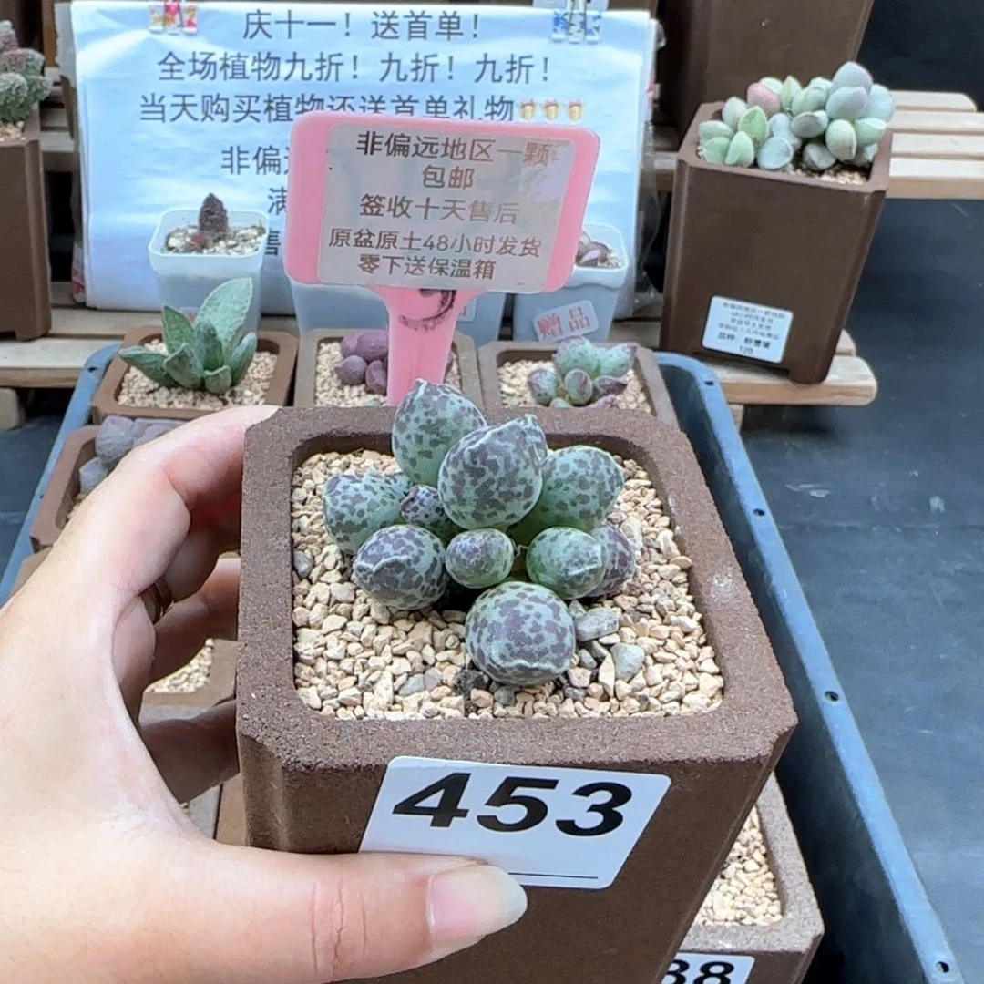 453达摩海报多肉植物
