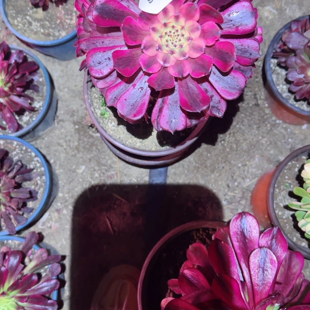 月婵法师多肉976