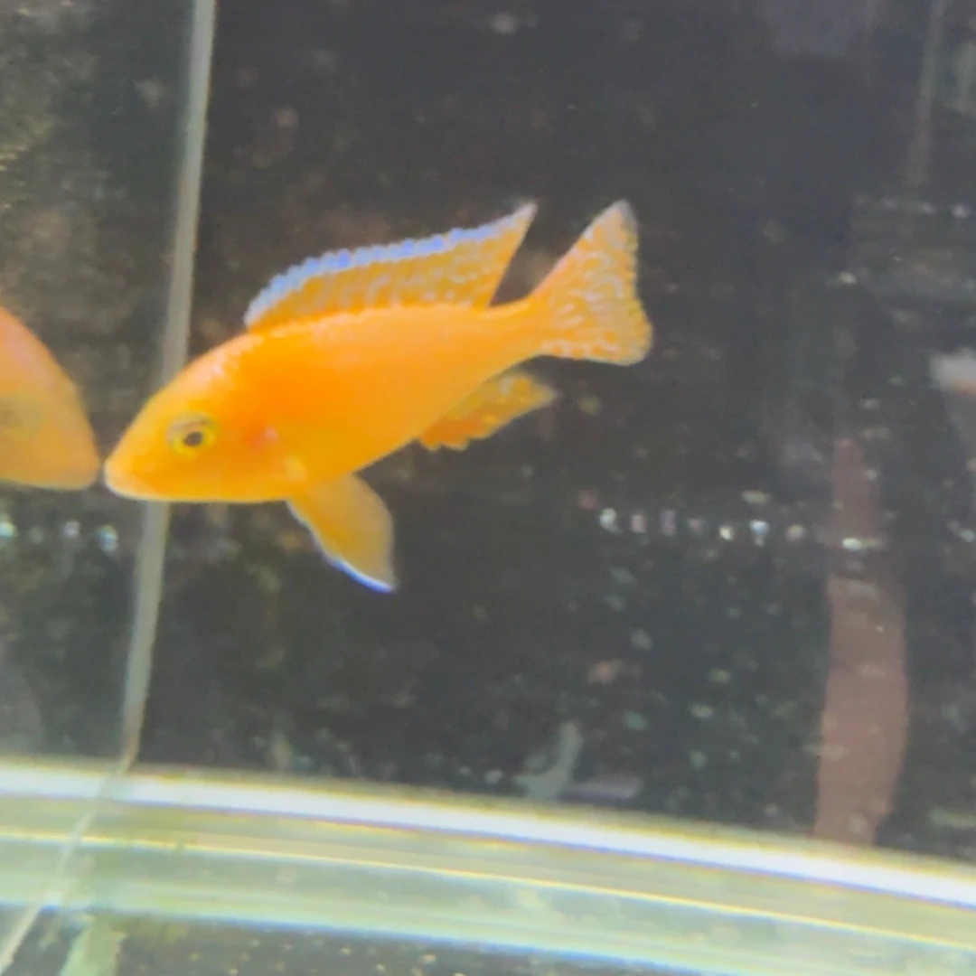 乄****海水343火焰红。