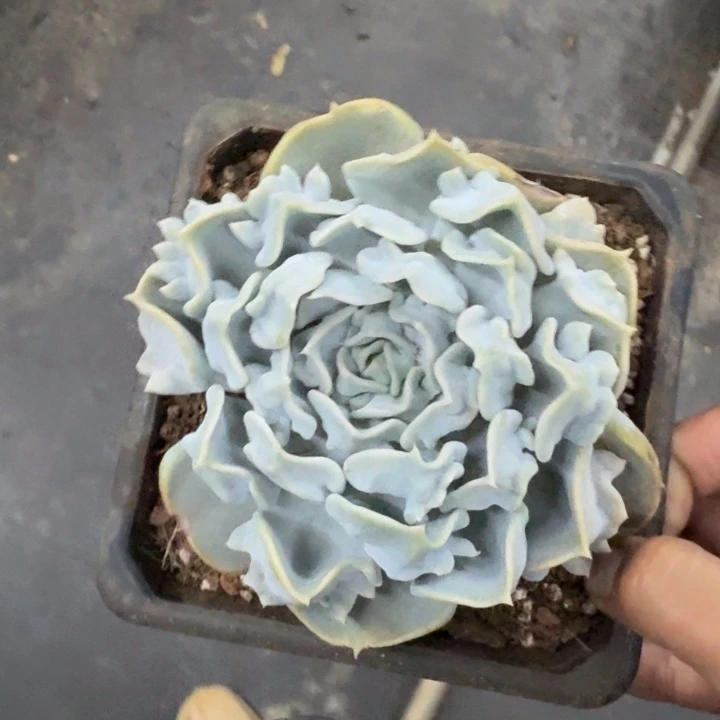 蛋***苏惊悚珍珠 单头  一物一拍