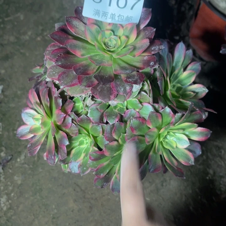 6107安娜多的多肉的