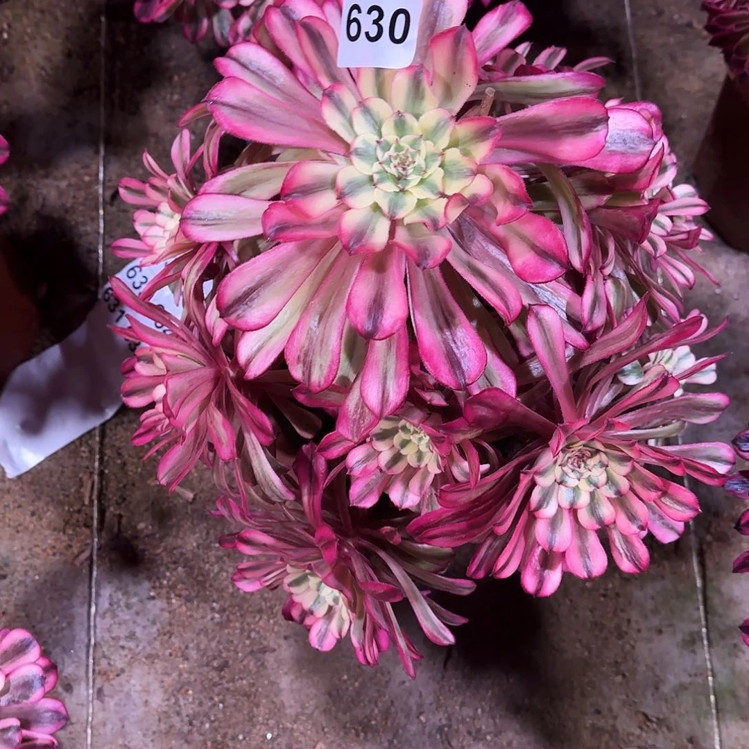 多肉植物福利十里红妆630