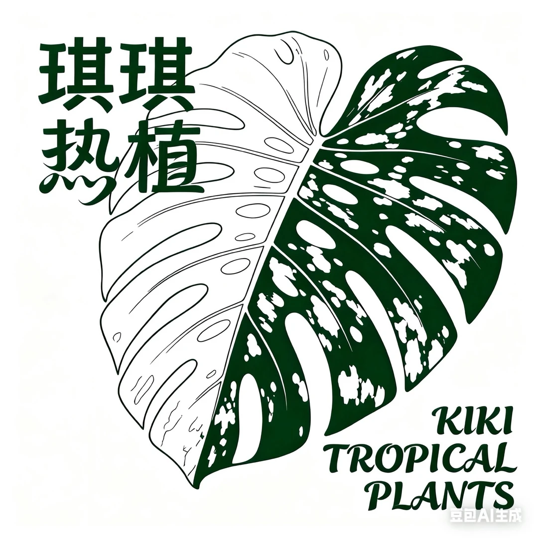 【琪琪热植】 绿雪龟背竹 一物一拍