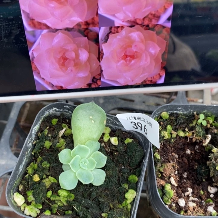 标396芷尧x19一个多肉