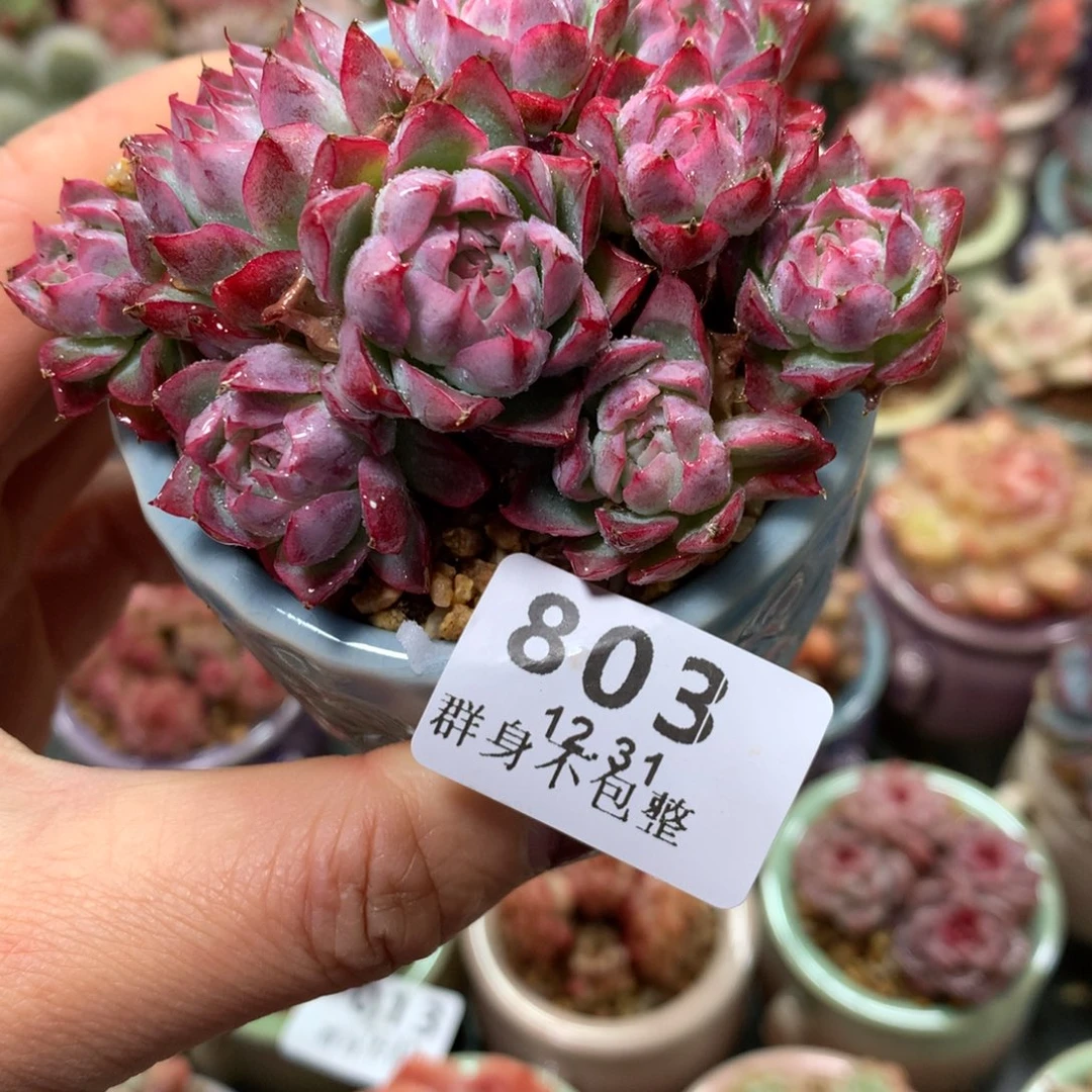 精控拇指盆12.31803