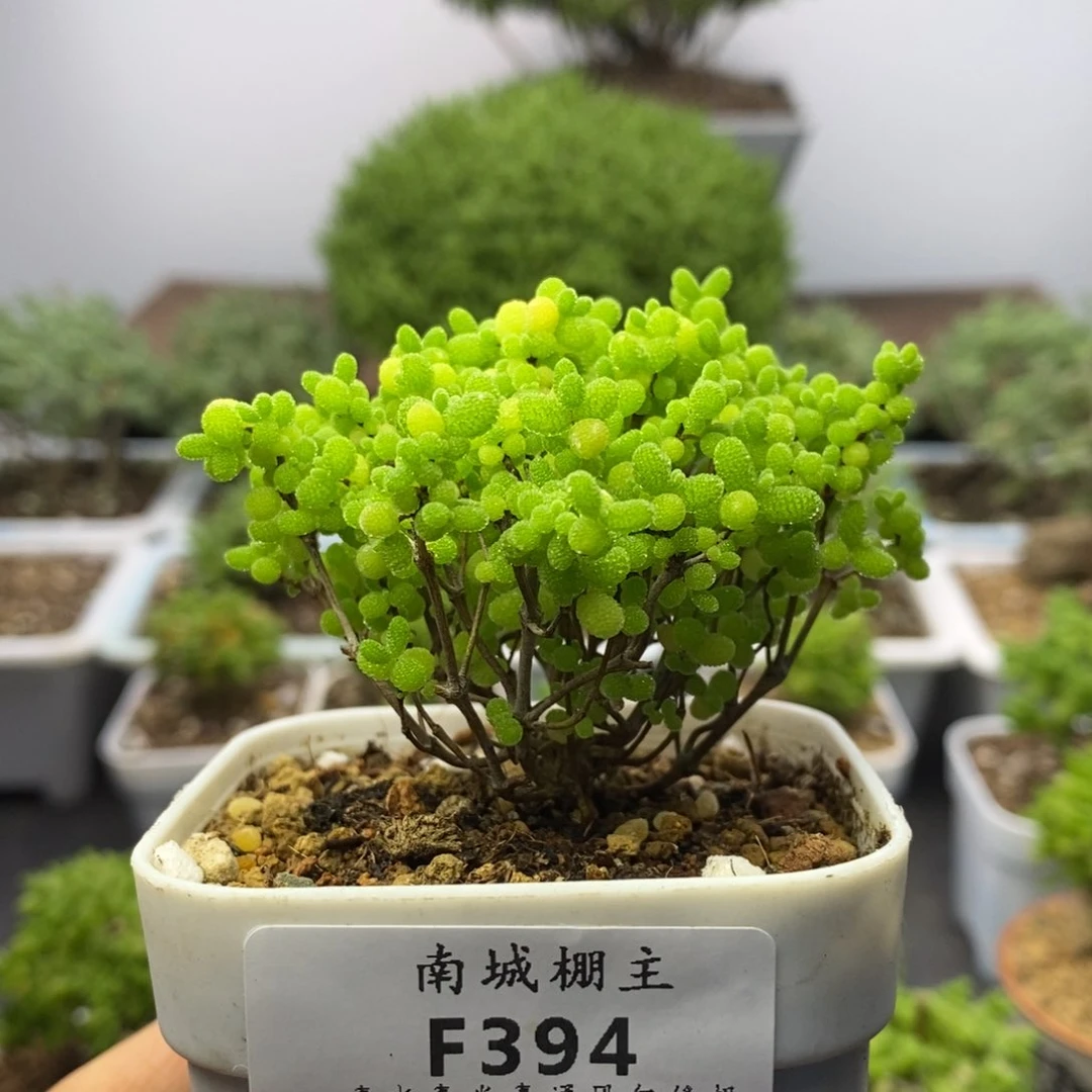 394精控蜜橘糖球枝干