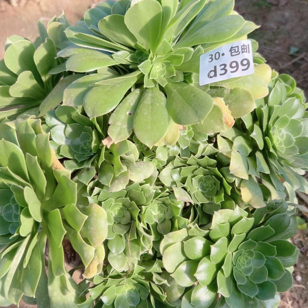 399绿杨蓉多肉法师