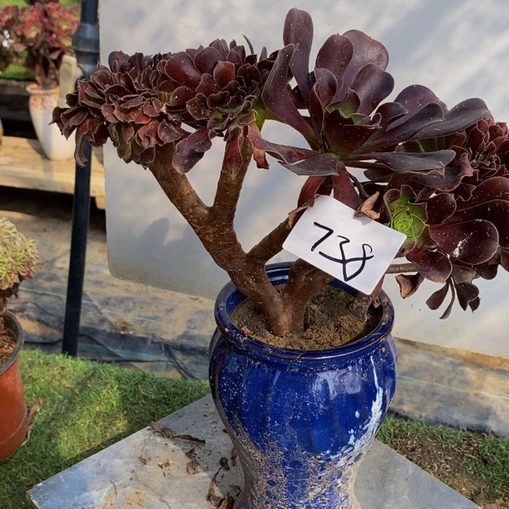 翃***羽完全开放738号欧紫缀化多肉1颗