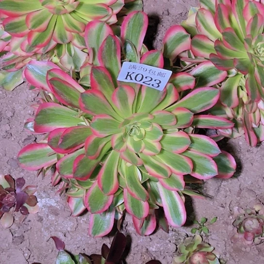 023香妃多肉植物