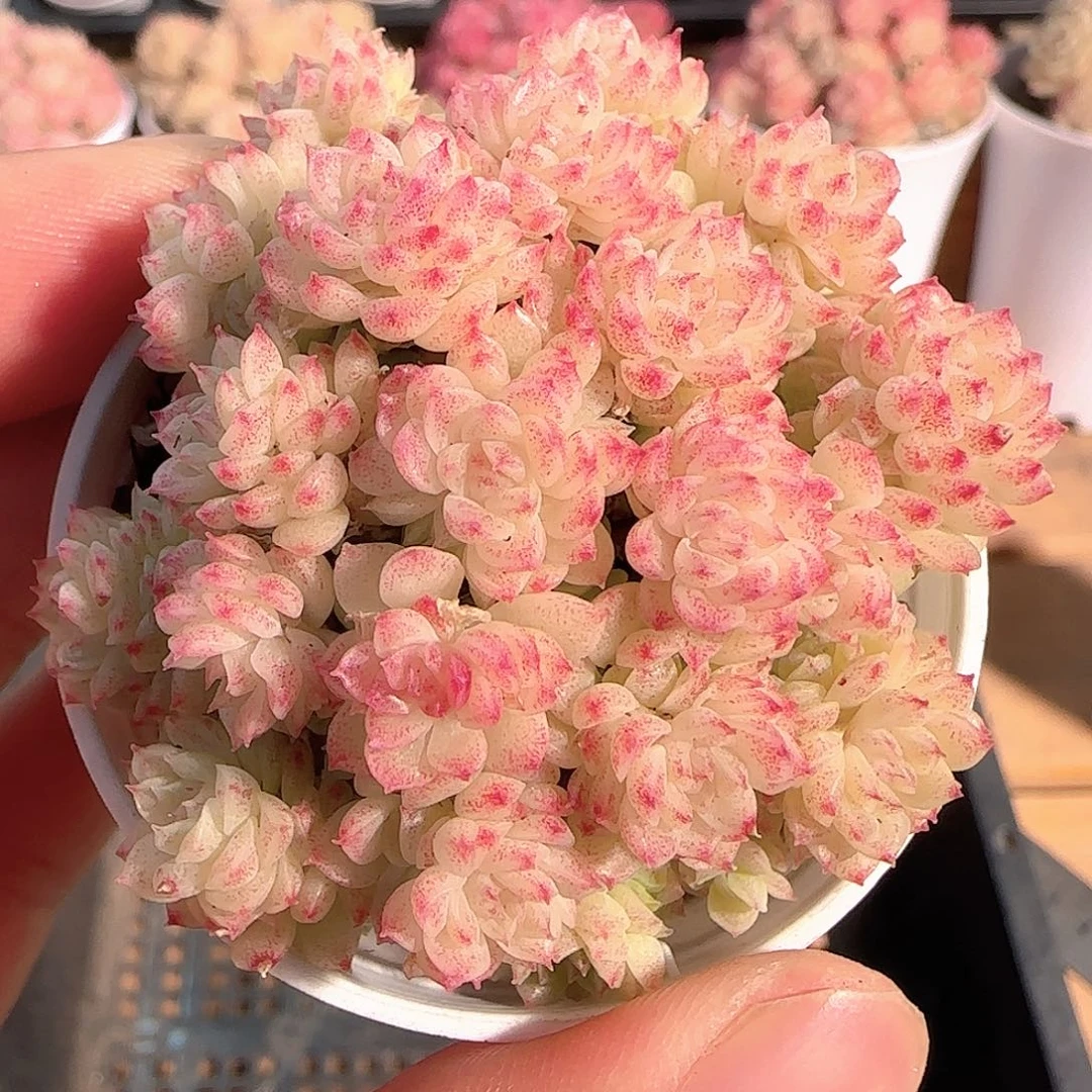 多肉1214-65优选麦秆群