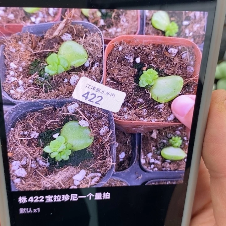 宝拉珍妮一个量拍叶插苗